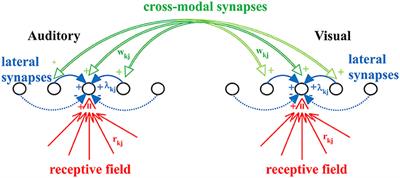 Development of a Bayesian Estimator for Audio-Visual Integration: A Neurocomputational Study